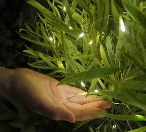 植物と光のイルミネーション