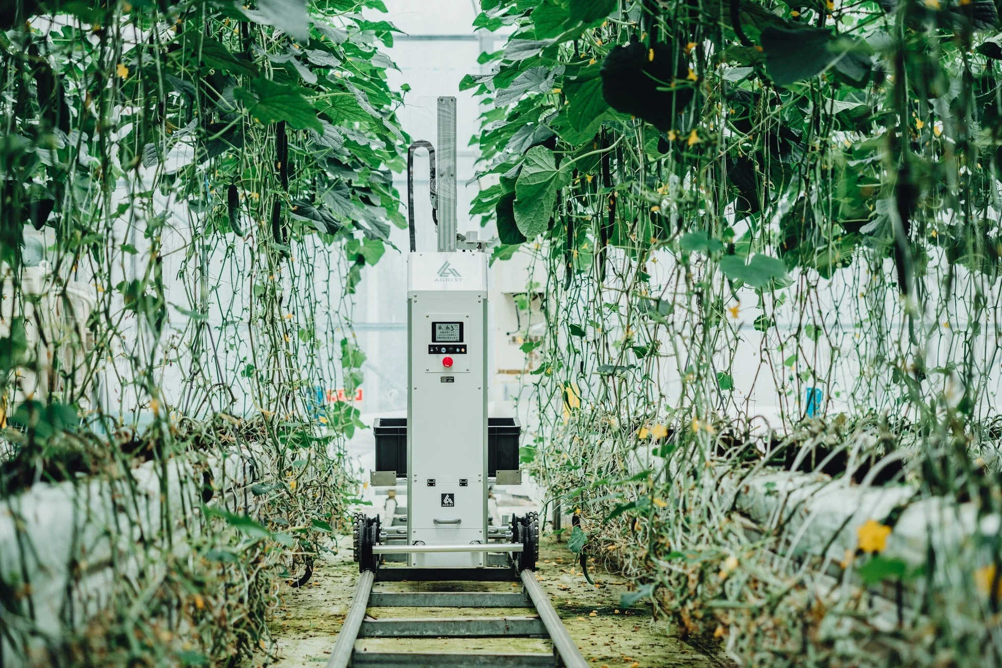 温室でキュウリを収穫する農業ロボット