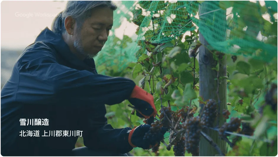 北海道東川町の雪川醸造で、一人の男性がぶどう畑でぶどうの収穫作業をしている様子です。緑のネットに覆われたぶどうの木の下で、彼は集中して手作業を行っています。